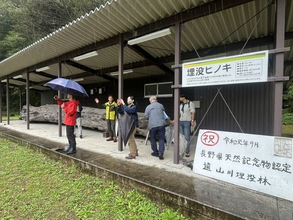 梨元停車場の埋没ヒノキ
