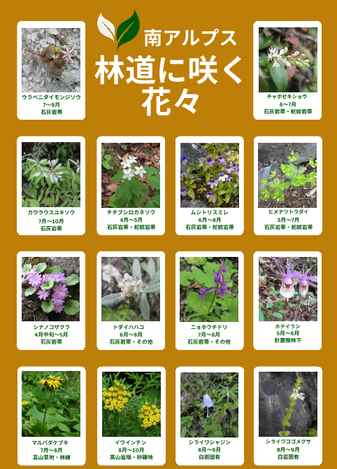講座参加特典の花観察シート