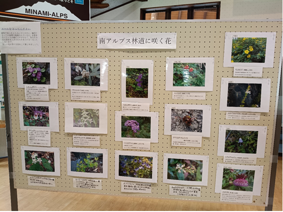 南アルプス林道沿いに咲く花々