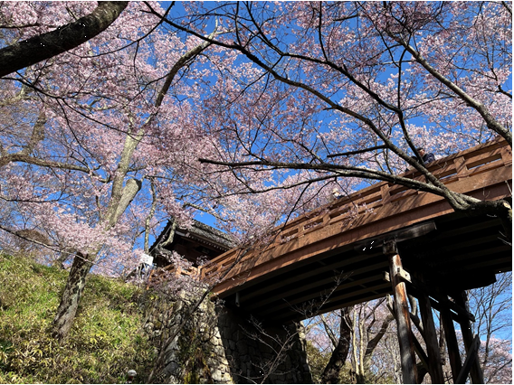 桜雲橋を見上げる