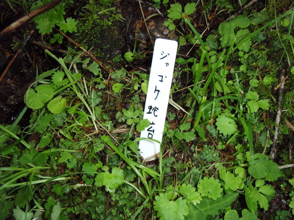 かわいい苔 かわいい苔